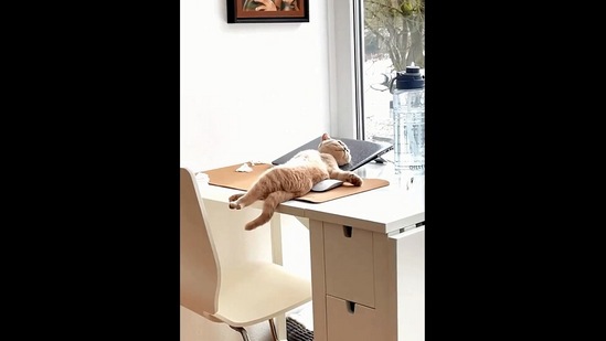 The image taken from the Instagram video shows the cat sleeping in an unusual way. (Instagram/@winston_britishboy)