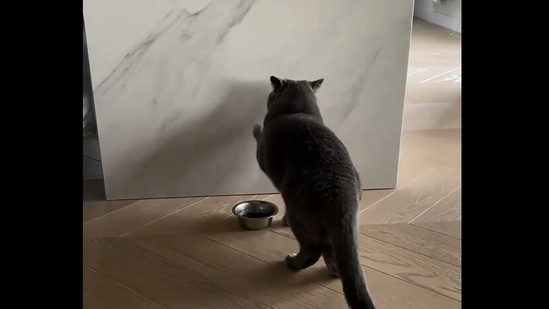 The image, taken from the Instagram video, shows the cat trying to ‘hide’ its food. (Instagram/@cats_of_instagram)