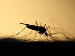 Najafgarh drain is emerging the biggest mosquito breeding hotspot in Delhi(Unsplash) Najafgarh drain is emerging the biggest mosquito breeding hotspot in Delhi(Unsplash)
