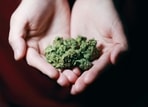 Two persons have been arrested in Bengaluru after being caught red-handed trying to peddle drugs. (Pexels Image) Two persons have been arrested in Bengaluru after being caught red-handed trying to peddle drugs. (Pexels Image)
