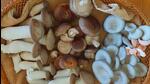 Thirteen people have died in districts of Upper Assam in the past 8-10 days after consuming wild mushrooms which were poisonous. (HT PHOTO.) Thirteen people have died in districts of Upper Assam in the past 8-10 days after consuming wild mushrooms which were poisonous. (HT PHOTO.)