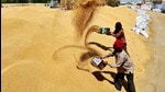 Farmers said agencies do not procure shrivelled grains as most of these grains is already separated during cleaning. (HT Photo) Farmers said agencies do not procure shrivelled grains as most of these grains is already separated during cleaning. (HT Photo)