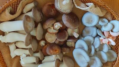 Thirteen people have died in districts of Upper Assam in the past 8-10 days after consuming wild mushrooms which were poisonous. (HT PHOTO.) Thirteen people have died in districts of Upper Assam in the past 8-10 days after consuming wild mushrooms which were poisonous. (HT PHOTO.)