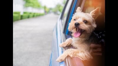 Amarjeet Singh, a resident of Delhi’s Moti Bagh, has been running a taxi stand for over 40 years, and has converted one car into a pet taxi (Photo: Shutterstock) Amarjeet Singh, a resident of Delhi’s Moti Bagh, has been running a taxi stand for over 40 years, and has converted one car into a pet taxi (Photo: Shutterstock)
