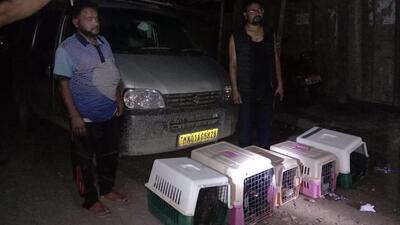 The five caged siamangs were kept inside a Maruti Ecco Van, which was coming from Dimapur and was heading towards Guwahati. The five caged siamangs were kept inside a Maruti Ecco Van, which was coming from Dimapur and was heading towards Guwahati.