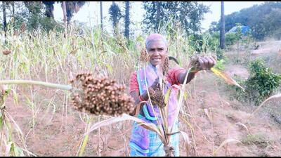 Tribal groupsthat migrated from Chhattisgarh and Odisha brought the seeds along with them and have been growing them in the fields they have developed in the interior areas by cutting down the trees. (HT Photo) Tribal groupsthat migrated from Chhattisgarh and Odisha brought the seeds along with them and have been growing them in the fields they have developed in the interior areas by cutting down the trees. (HT Photo)