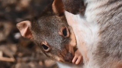 The image, taken from the Twitter video, shows the joey peeking from the mama kangaroo's pouch. (Twitter/@chesterzoo)