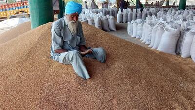 The sudden rise in temperatures in mid-March escalated the wheat crop’s maturing process, leading to loss in grain quality in Punjab. (Sanjeev Kumar/HT) The sudden rise in temperatures in mid-March escalated the wheat crop’s maturing process, leading to loss in grain quality in Punjab. (Sanjeev Kumar/HT)