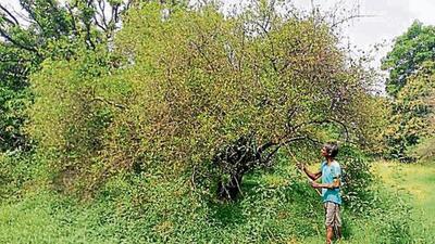Lemons being guarded at an orchard in the Bithoor Katri area of Kanpur. (HT Photo) Lemons being guarded at an orchard in the Bithoor Katri area of Kanpur. (HT Photo)