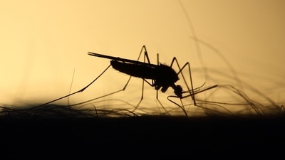 Najafgarh drain is emerging the biggest mosquito breeding hotspot in Delhi (Unsplash)