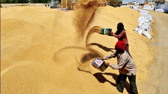 Farmers said agencies do not procure shrivelled grains as most of these grains is already separated during cleaning. (HT Photo)