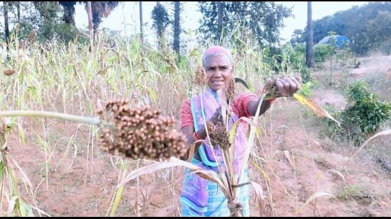 Tribal groupsthat migrated from Chhattisgarh and Odisha brought the seeds along with them and have been growing them in the fields they have developed in the interior areas by cutting down the trees. (HT Photo)