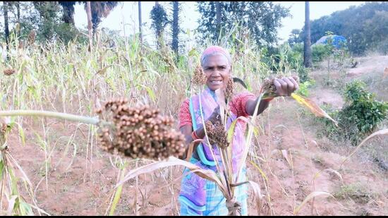 Tribal groupsthat migrated from Chhattisgarh and Odisha brought the seeds along with them and have been growing them in the fields they have developed in the interior areas by cutting down the trees. (HT Photo)