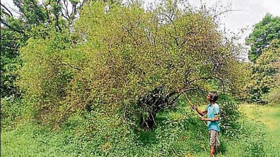 Lemons being guarded at an orchard in the Bithoor Katri area of Kanpur. (HT Photo)