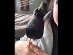 The European starling bird sings the Harry Potter theme song in the Instagram video. (instagram/@farijuana)