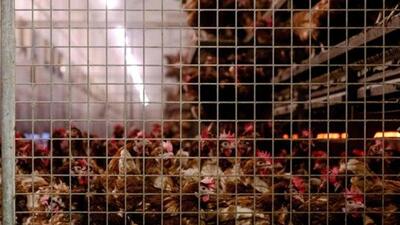 Chickens will be culled in and around the affected village. (AFP)