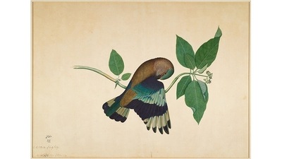 Indian Roller on a sandalwood branch, Sheikh Zain al-Din, 1779, Opaque colours and ink on paper. This 1779 painting by Sheikh Zain al-Din was commissioned as part of the “Impey Album”, to record the flora and fauna of Calcutta (now Kolkata). (Minneapolis Institute of Art) Indian Roller on a sandalwood branch, Sheikh Zain al-Din, 1779, Opaque colours and ink on paper. This 1779 painting by Sheikh Zain al-Din was commissioned as part of the “Impey Album”, to record the flora and fauna of Calcutta (now Kolkata). (Minneapolis Institute of Art)