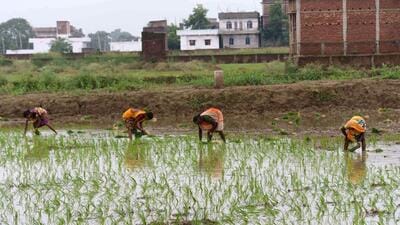 Paddy sowing a field near Patna in 2020. (HT) Paddy sowing a field near Patna in 2020. (HT)