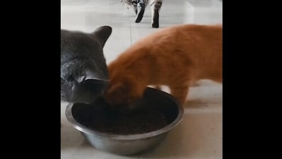 The image showing the cats and a food bowl is taken from a video posted on Reddit. (Reddit/@TheGuvnor247)