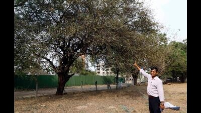 Pravin Thete points towards a ber tree in Baner. (Rahul Raut/HT PHOTO) Pravin Thete points towards a ber tree in Baner. (Rahul Raut/HT PHOTO)