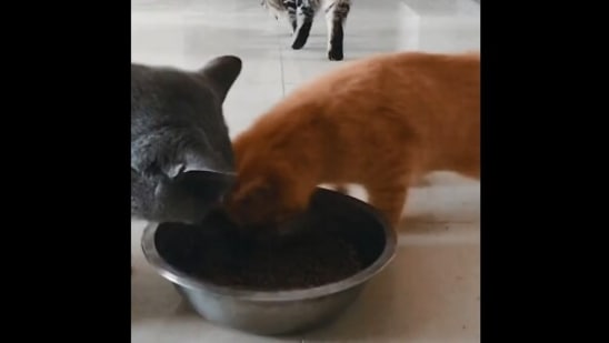 Cat gets super excited while trying to reach a bowl of food. Watch