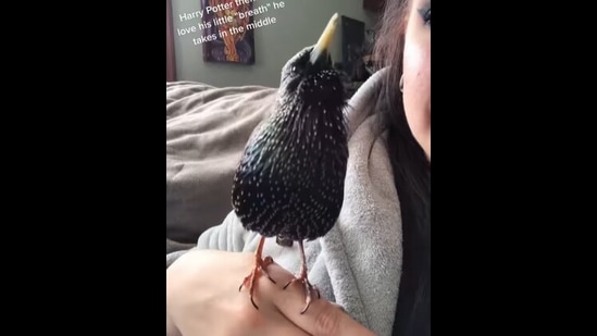 The European starling bird sings the Harry Potter theme song in the Instagram video. (instagram/@farijuana)