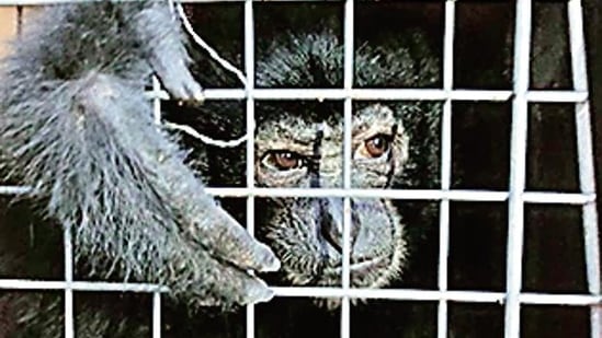 A caged Siamang.(HT Photo) A caged Siamang.(HT Photo)
