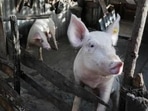 Researchers decode pigs' well-being through oinks and grunts (REUTERS PHOTO.) Researchers decode pigs' well-being through oinks and grunts (REUTERS PHOTO.)
