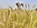 India, the world’s second-largest wheat producer, is currently in talks with various countries including Egypt, Turkey, China, Bosnia, Sudan, Nigeria, Iran for commencing wheat exports. (HT PHOTO.) India, the world’s second-largest wheat producer, is currently in talks with various countries including Egypt, Turkey, China, Bosnia, Sudan, Nigeria, Iran for commencing wheat exports. (HT PHOTO.)