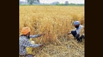 Wheat yield drops by 8% due to sudden heatwave in Punjab (HT) Wheat yield drops by 8% due to sudden heatwave in Punjab (HT)