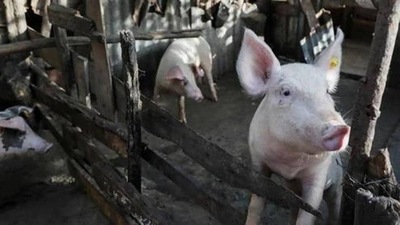 Researchers decode pigs' well-being through oinks and grunts (REUTERS PHOTO.) Researchers decode pigs' well-being through oinks and grunts (REUTERS PHOTO.)