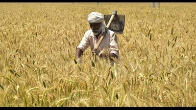 India has accelerated efforts to export wheat amid a global shortage sparked by the Ukraine war. (Sameer Sehgal/Hindustan Times) India has accelerated efforts to export wheat amid a global shortage sparked by the Ukraine war. (Sameer Sehgal/Hindustan Times)