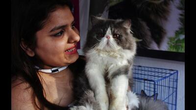 Navi Mumbai Municipal Corporation will soon include stray cats for sterilisation and vaccination programme. It will work out a system wherein animal lovers can take the cats and get them sterilised. (For representational purposes only) (PRAFUL GANGURDE/HT PHOTO) Navi Mumbai Municipal Corporation will soon include stray cats for sterilisation and vaccination programme. It will work out a system wherein animal lovers can take the cats and get them sterilised. (For representational purposes only) (PRAFUL GANGURDE/HT PHOTO)