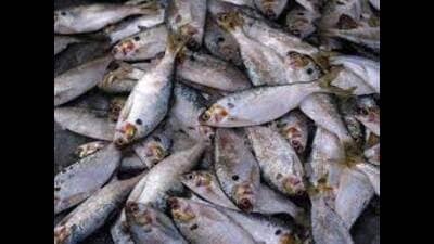 To boost production, quality fish seeds will be supplied to fish farmers from the departmental fish farms/hatcheries of UP Fisheries Development Corporation and private sector hatcheries (FOR REPRESENTATION PURPOSE)