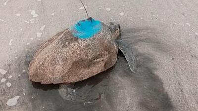 Olive Ridleys tagged in Maharashtra travel to coastal waters in Gujarat, Karnataka Olive Ridleys tagged in Maharashtra travel to coastal waters in Gujarat, Karnataka