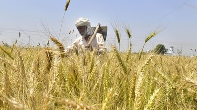 India, the world’s second-largest wheat producer, is currently in talks with various countries including Egypt, Turkey, China, Bosnia, Sudan, Nigeria, Iran for commencing wheat exports. (HT PHOTO.)