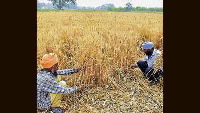 Wheat yield drops by 8% due to sudden heatwave in Punjab (HT) Wheat yield drops by 8% due to sudden heatwave in Punjab (HT)
