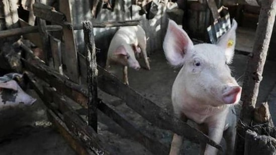 Researchers decode pigs' well-being through oinks and grunts (REUTERS PHOTO.)