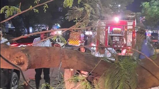 A huge tree fell at Tukaram Paduka chowk leading to disruption of traffic. (HT PHOTO)