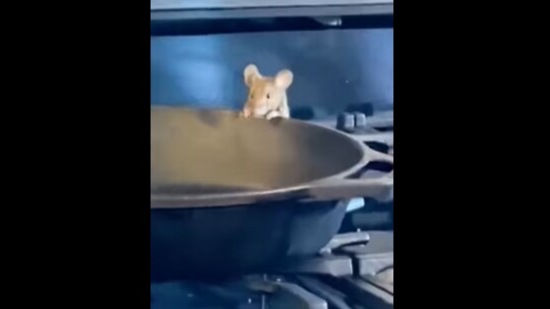 The mouse in the kitchen that may remind you of Remy from Disney's Ratatouille.&nbsp;(instagram/@monica__canova)