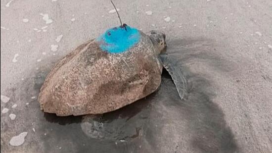 Olive Ridleys tagged in Maharashtra travel to coastal waters in Gujarat, Karnataka