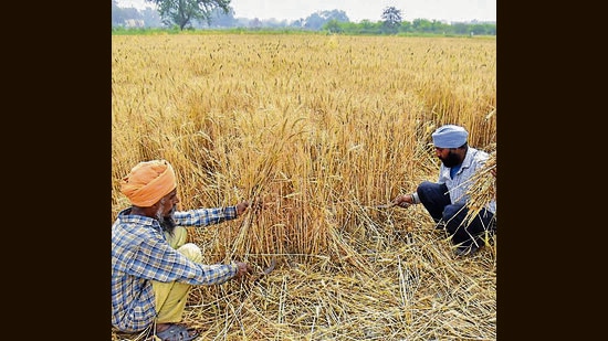 Wheat yield drops by 8% due to sudden heatwave in Punjab (HT) Wheat yield drops by 8% due to sudden heatwave in Punjab (HT)