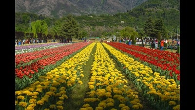 The temperature-sensitive flowers need mercury to remain between 15 and 25 degrees Celsius (PTI file photo) The temperature-sensitive flowers need mercury to remain between 15 and 25 degrees Celsius (PTI file photo)
