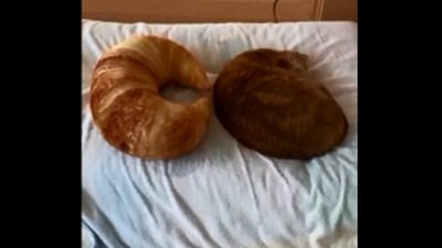 The image involving a cat and a croissant is taken from the Reddit video. (Reddit/@Bulky_Sir4675)