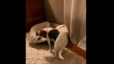 The image, taken from the Reddit video, shows the dog waiting by her bed for her human. (Reddit/@imfromthefuturetoo)
