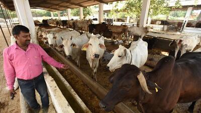 Uttar Pradesh is likely to develop cow sanctuaries (gau abhyaranya) in villages to provide shelter and protection to stray animals, the state’s animal husbandry and milk development minister Dharampal Singh said on Saturday (HT PHOTO)