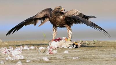 A Booted eagle mantling over the kill of a Gadwall duck. (PHOTO: DR NISARGA) A Booted eagle mantling over the kill of a Gadwall duck. (PHOTO: DR NISARGA)