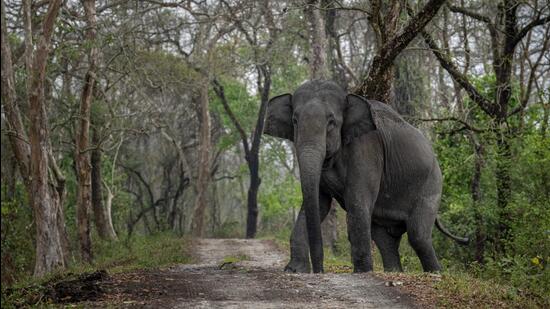 Apiculture would certainly help West Bengal villagers with an alternative employment avenue, thus preventing them from going inside the forest, experts said, but they were of a different opinion on warding off elephants with honey bees. (AP) Apiculture would certainly help West Bengal villagers with an alternative employment avenue, thus preventing them from going inside the forest, experts said, but they were of a different opinion on warding off elephants with honey bees. (AP)