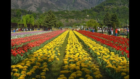 The temperature-sensitive flowers need mercury to remain between 15 and 25 degrees Celsius (PTI file photo)