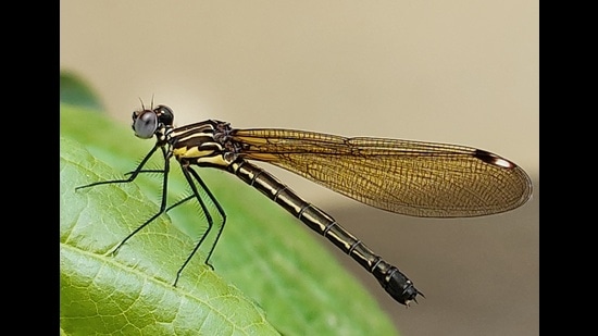 A three-banded emerald jewel damselfly (Aristocypha trifasciata) at Palampur, HP. (PHOTO: PARVESH SINGH RANA)